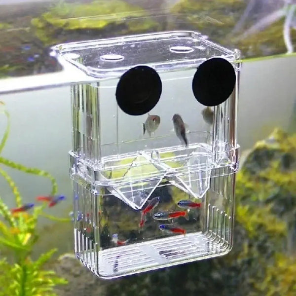 A clear breeding isolation tank containing small fish like guppies, featuring a top with circular openings.