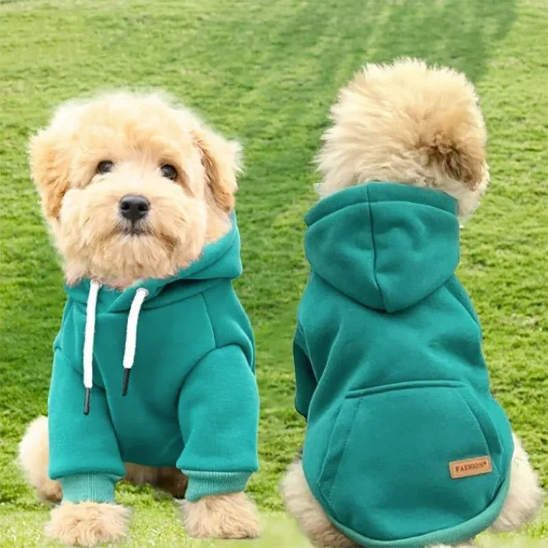 Un perro doodle dorado claro vistiendo una sudadera de forro polar verde azulado al aire libre.