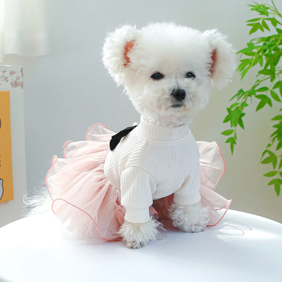 A fluffy white puppy wearing a pink lace dress with black accents, sitting on a white surface.
