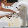 A person is using a premium titanium dog grooming scissors set to trim the fur of a white dog.