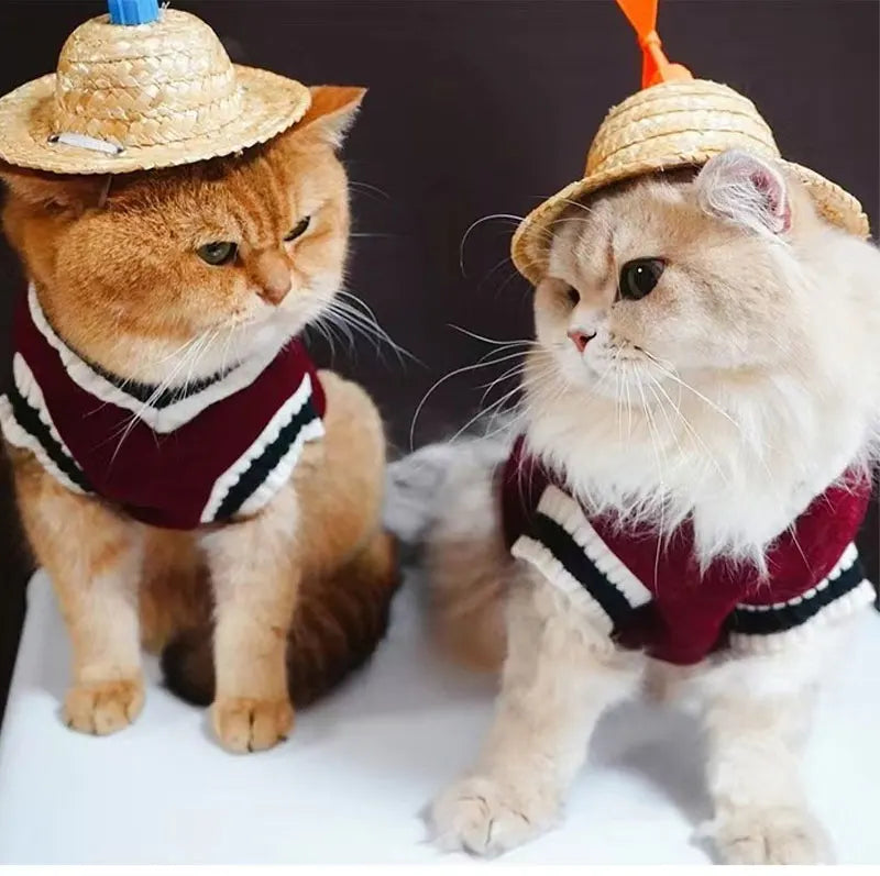 Deux chats orange et crème portant des pulls pour chiens avec des chapeaux de paille