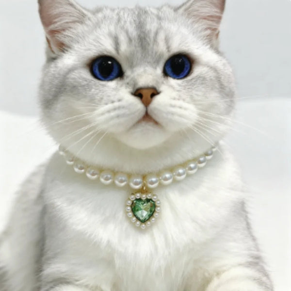 A white cat with blue eyes wearing a pearl collar necklace.