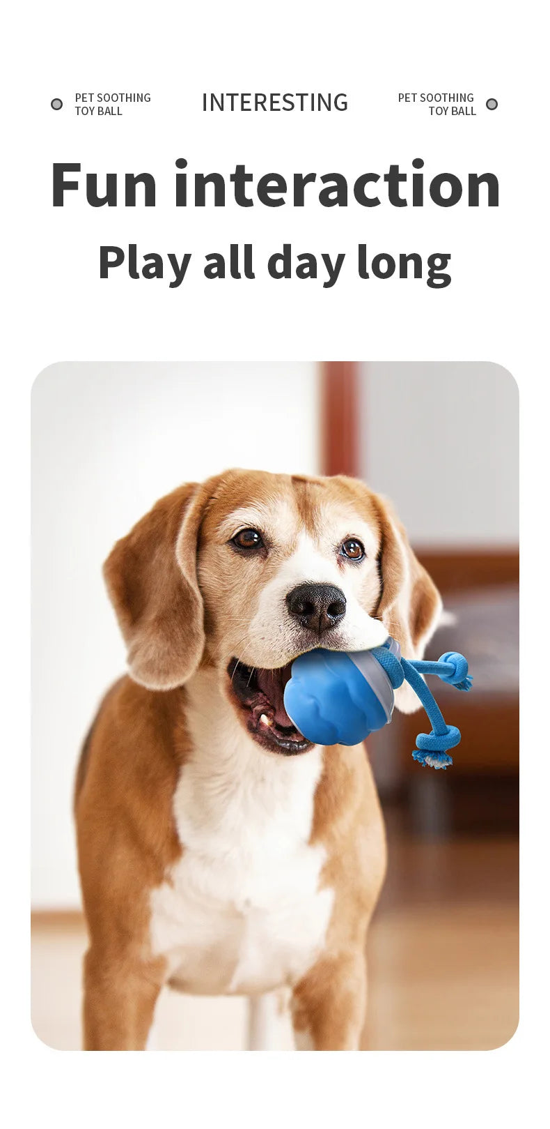 Ein glücklicher Hund spielt mit einem blauen interaktiven Rollspielzeug und Seil.