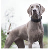 A gray dog wearing a black tactical collar standing outdoors.