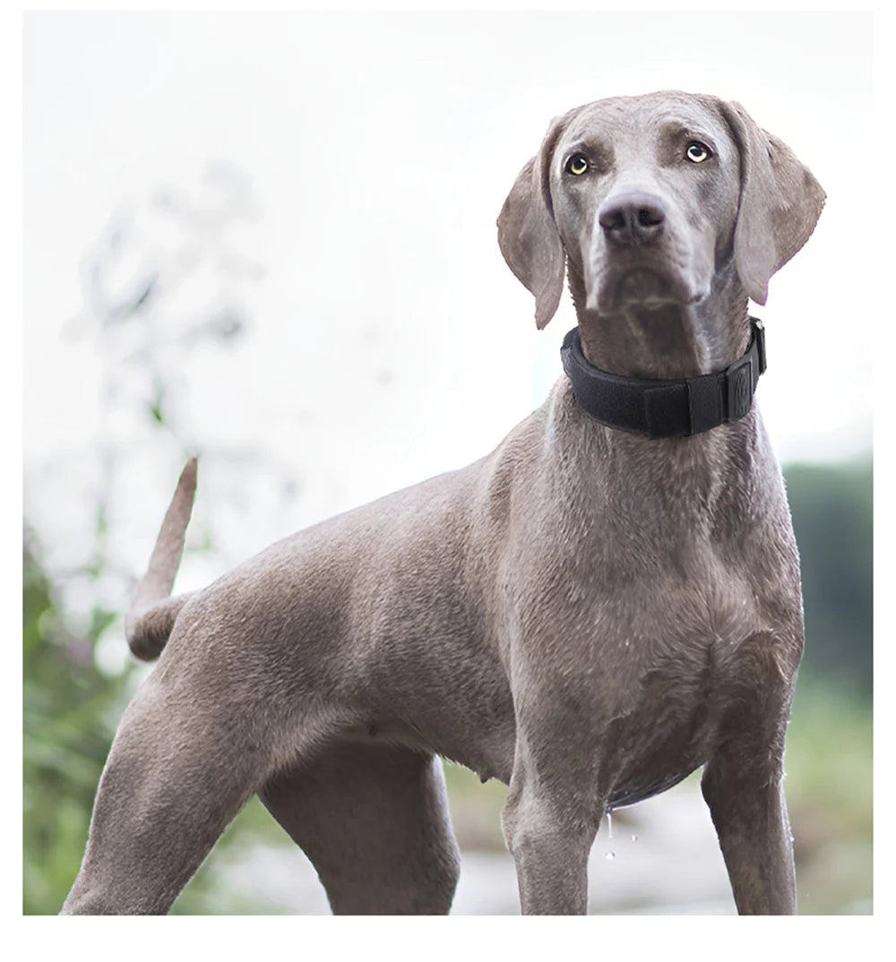 A gray dog wearing a black tactical collar standing outdoors.