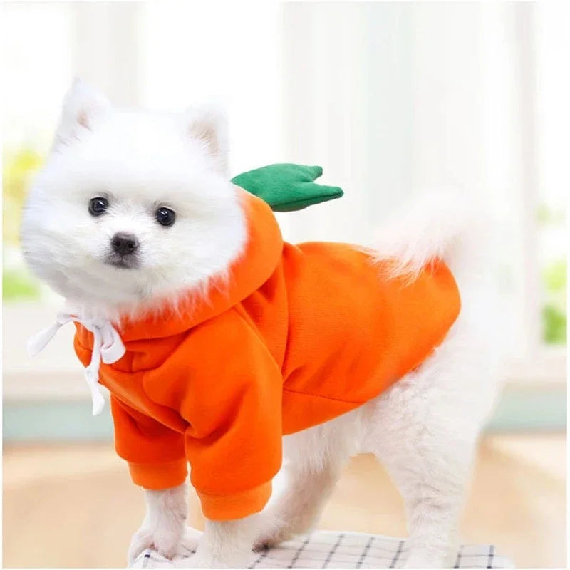 Un perro blanco vistiendo una sudadera naranja con estampado de fruta verde en la espalda.