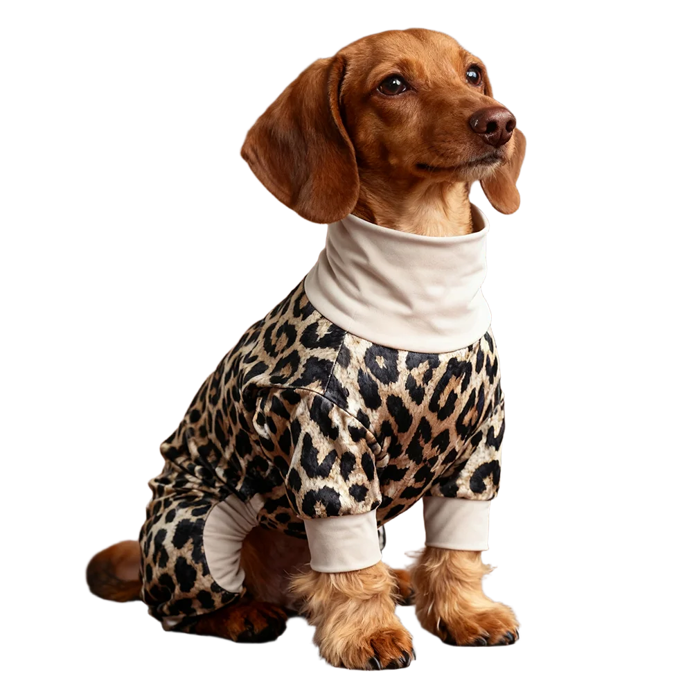 A brown dog wearing leopard print pajamas with a white collar against a black background.