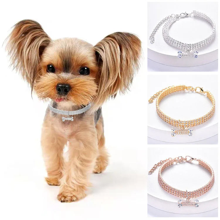 A small brown dog wearing a silver crystal rhinestone pet collar with a bone pendant.