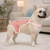 A light fawn-colored dog wearing pink washable sanitary pants with white cartoon designs.