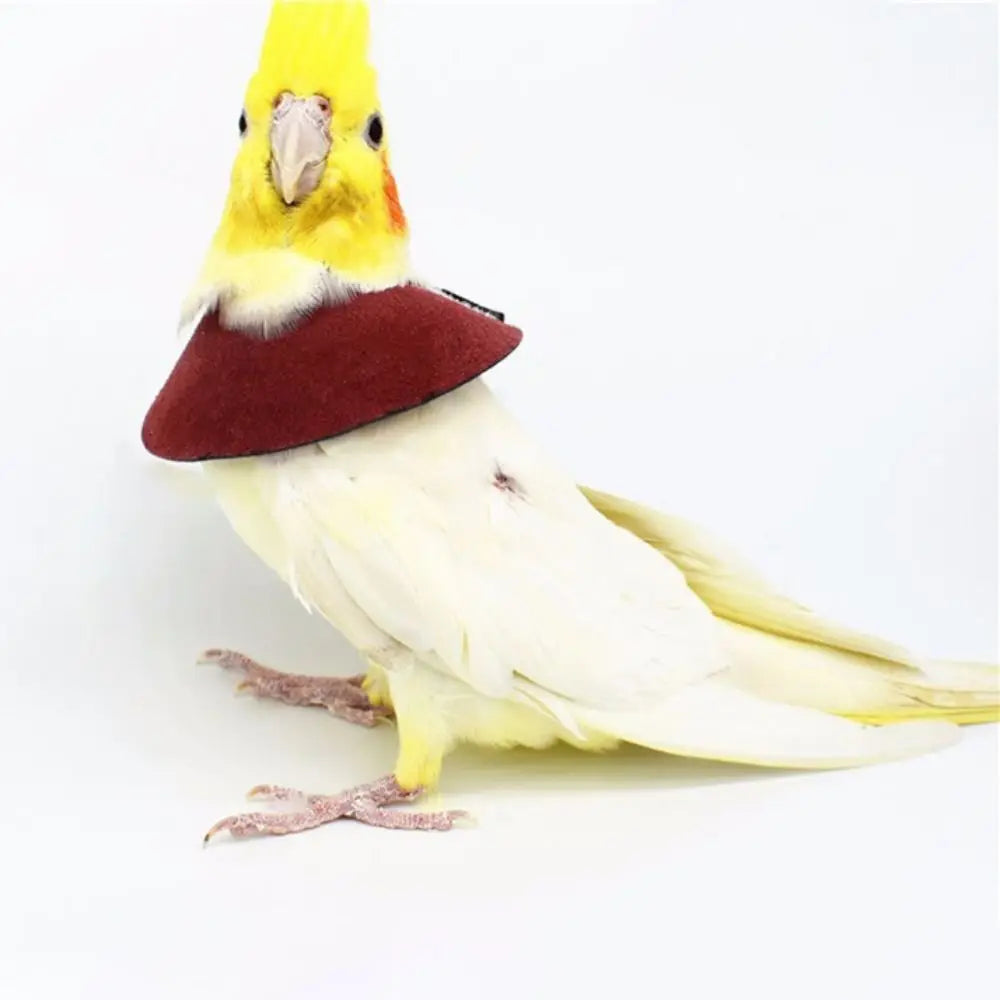 Un pájaro amarillo y blanco con un collar granate sobre un fondo blanco.