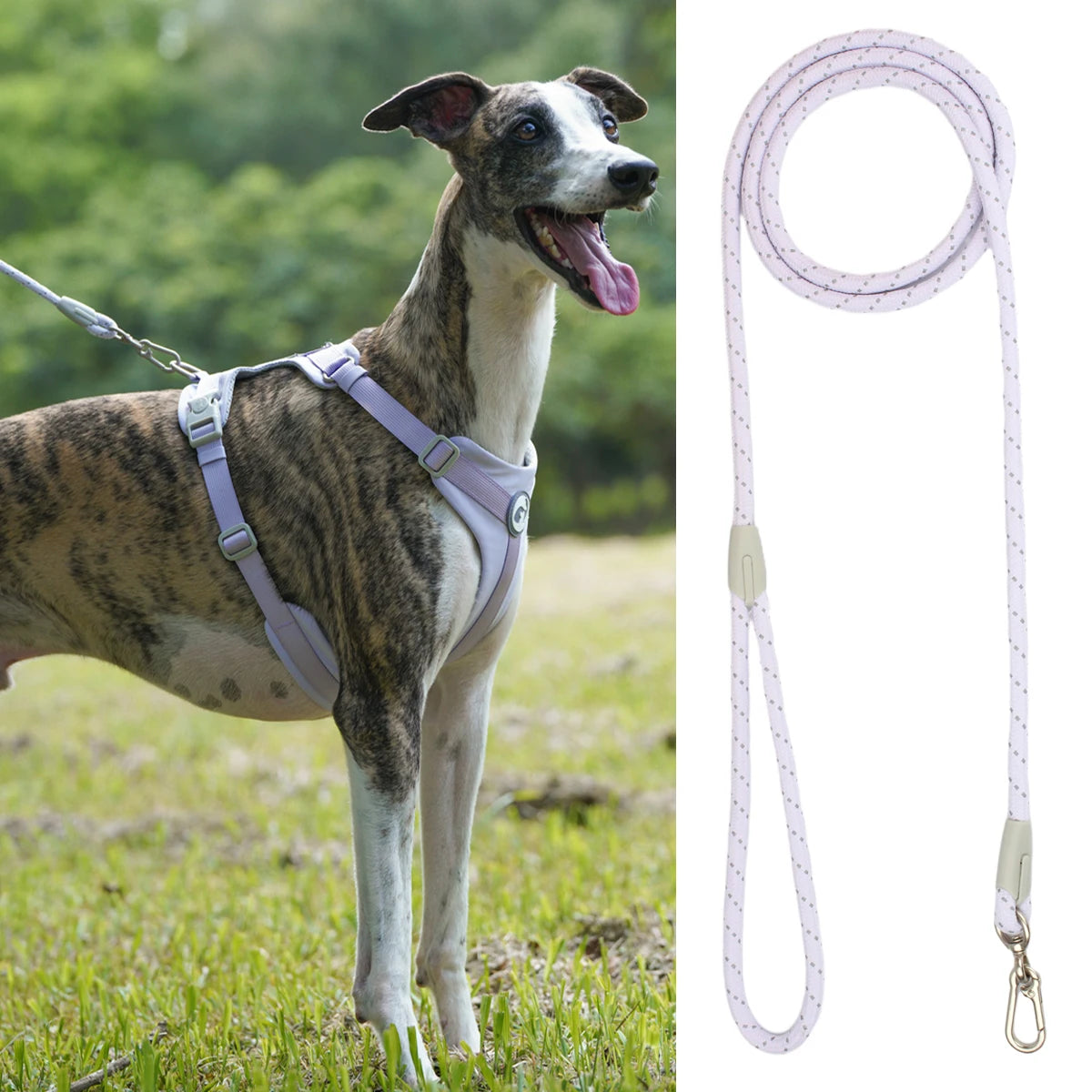 A dog wearing a purple harness stands in a grassy field next to a white reflective nylon dog leash.