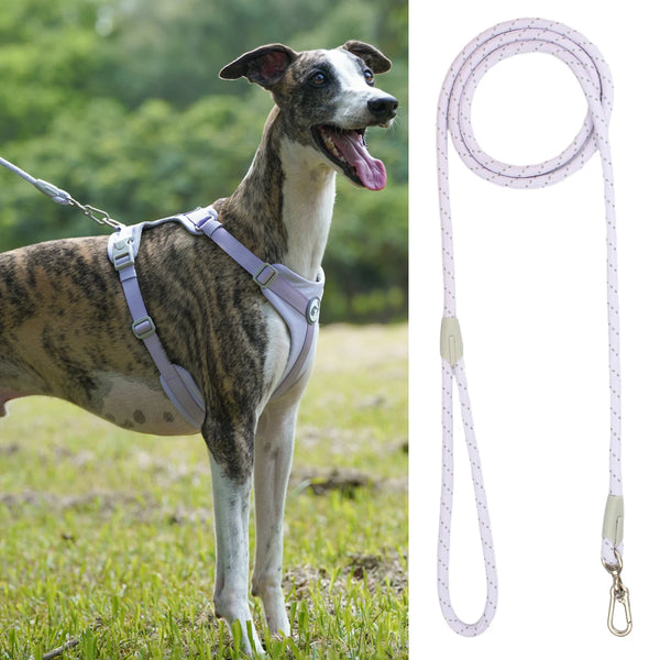 A dog wearing a purple harness stands in a grassy field next to a white reflective nylon dog leash.