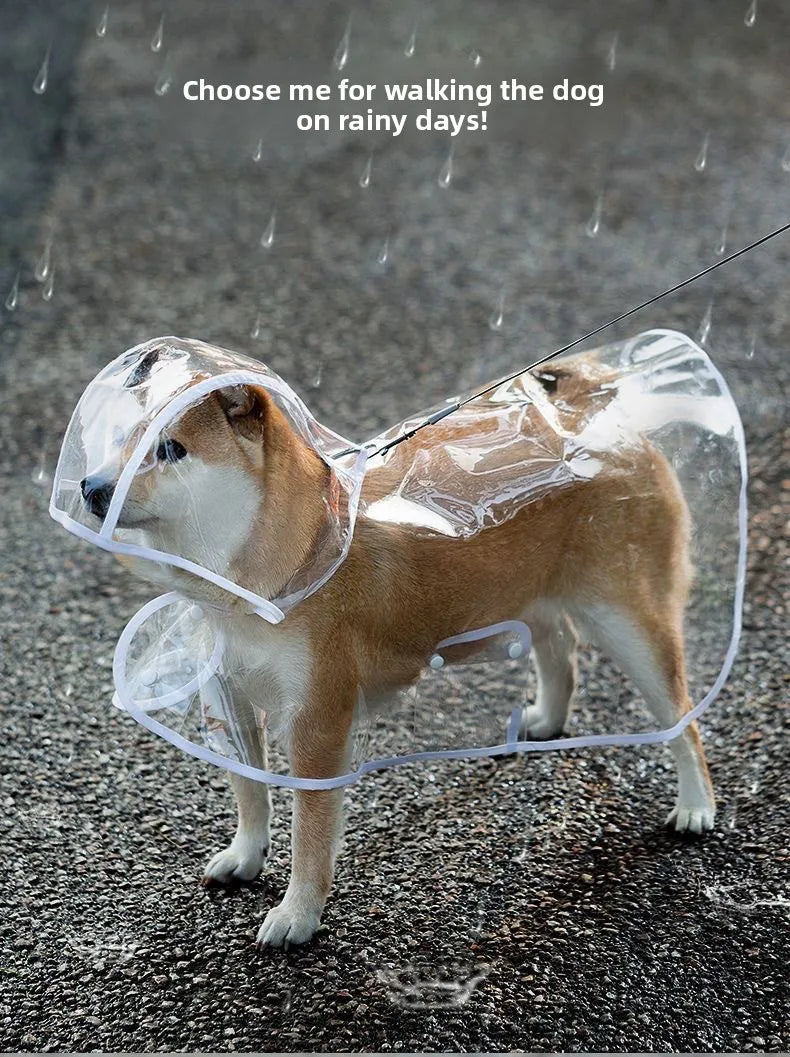 Ein Shiba Inu Hund mit transparentem Regenschirm spaziert auf nasser Pflasterstein.