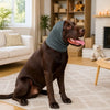 A brown dog wearing a dark gray soothing ear muff sits on a rug indoors.