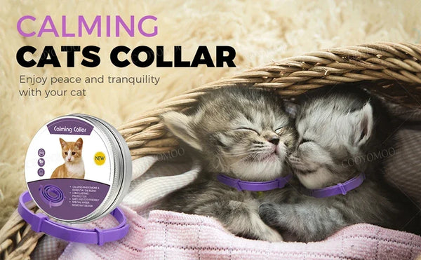 A purple calming collar is shown next to two adorable kittens resting together in a woven basket.