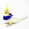 Un pájaro amarillo y blanco con un collar de recuperación azul.