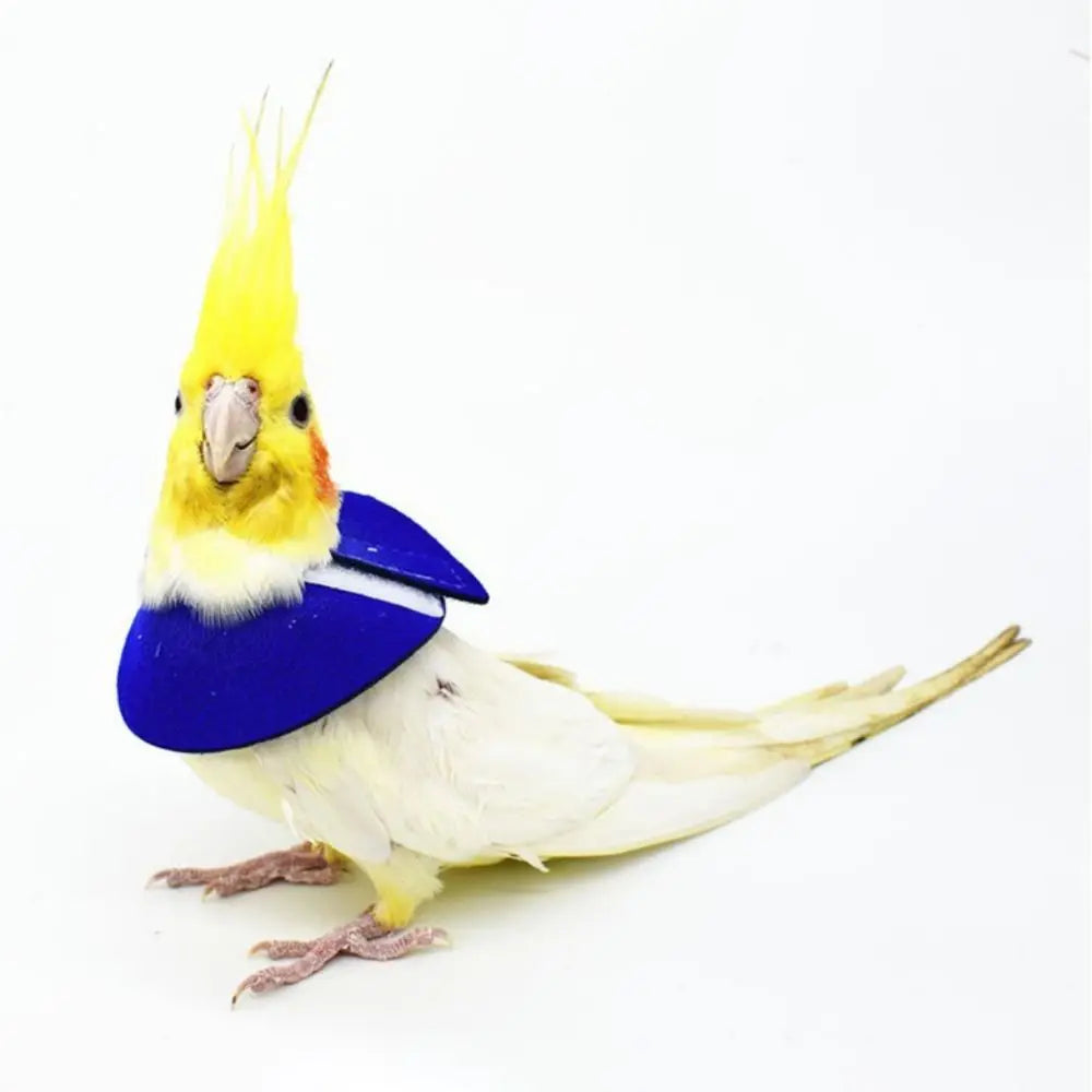 Un pájaro amarillo y blanco con un collar de recuperación azul.