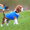 A brown and white dog is running in a green field while being sprayed with water from a handheld device.