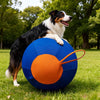 A black and white dog is standing next to a large blue and orange interactive herding ball on green grass.