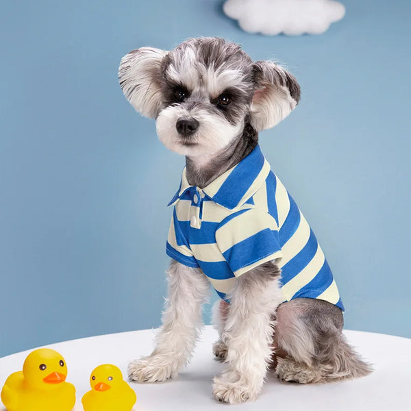 A small, fluffy dog wearing a blue and yellow striped polo shirt sitting on a white surface.