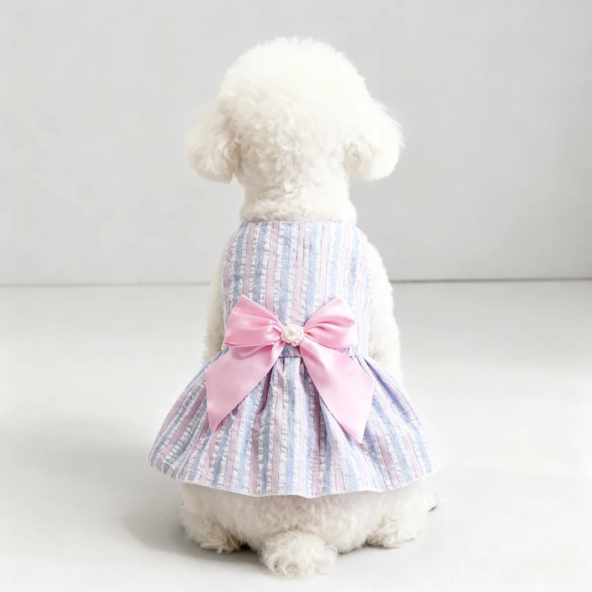 Ein weißer Pudel trägt ein rosa-blau gestreiftes Sommerkleid mit Schleife.
