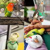 Eine Sammlung farbenfroher Papageien, darunter ein orange-grüner Papagei mit Geschirr und ein kleiner weißer Vogel.