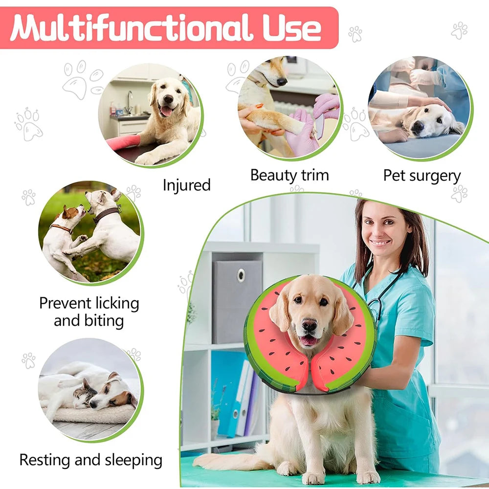 Un perro con un collar inflable de recuperación, mostrando su uso multifuncional para belleza tri