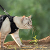 Eine hellfarbige Katze mit schwarzem Gehgeschirr und Leine geht draußen in der Nähe eines Baumstamms.