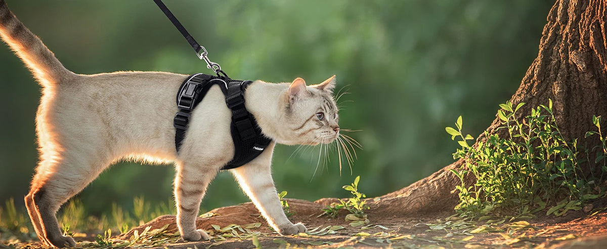 Eine hellfarbige Katze mit schwarzem Gehgeschirr und Leine geht draußen in der Nähe eines Baumstamms.