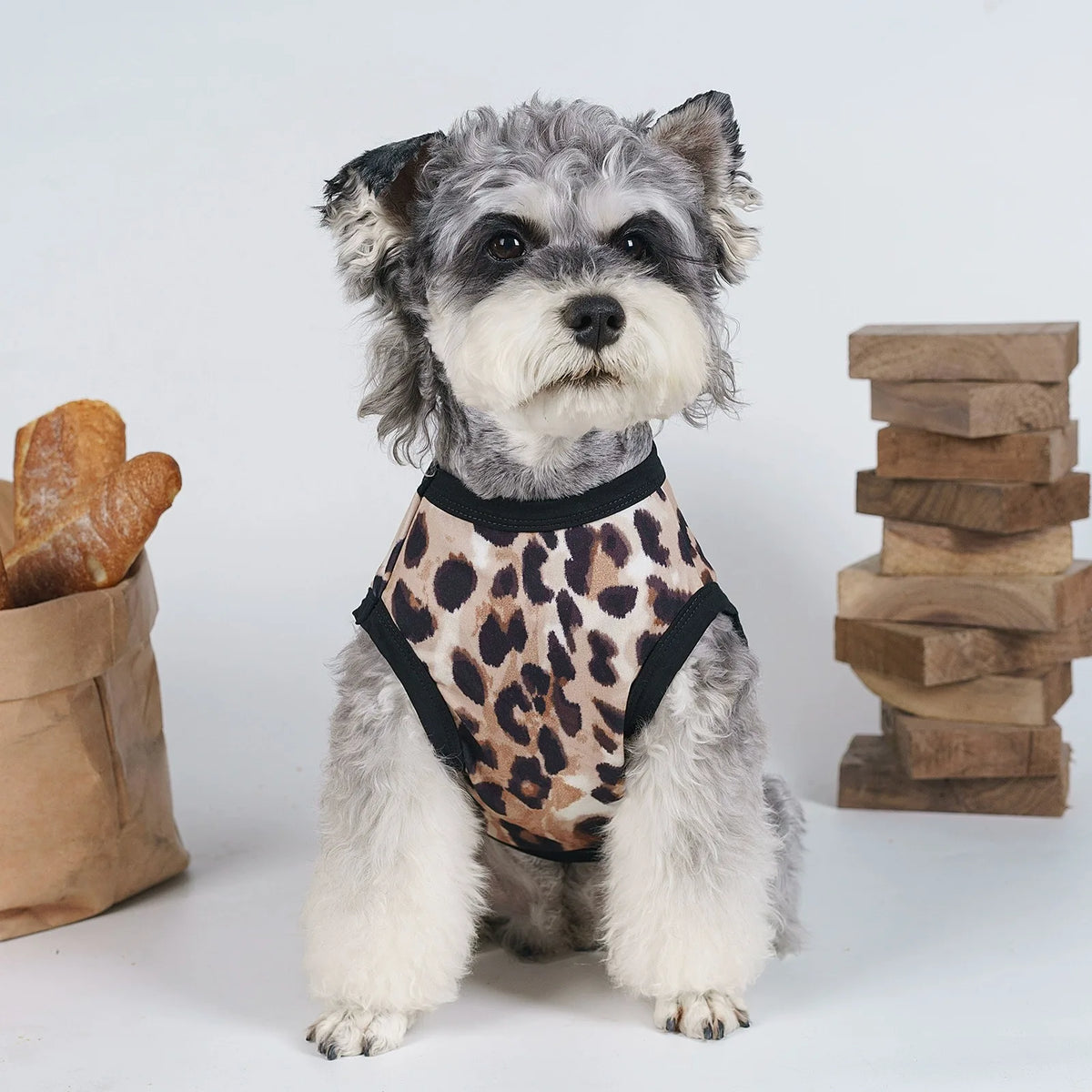 A small, fluffy dog wearing a leopard print vest, sitting against a white background.