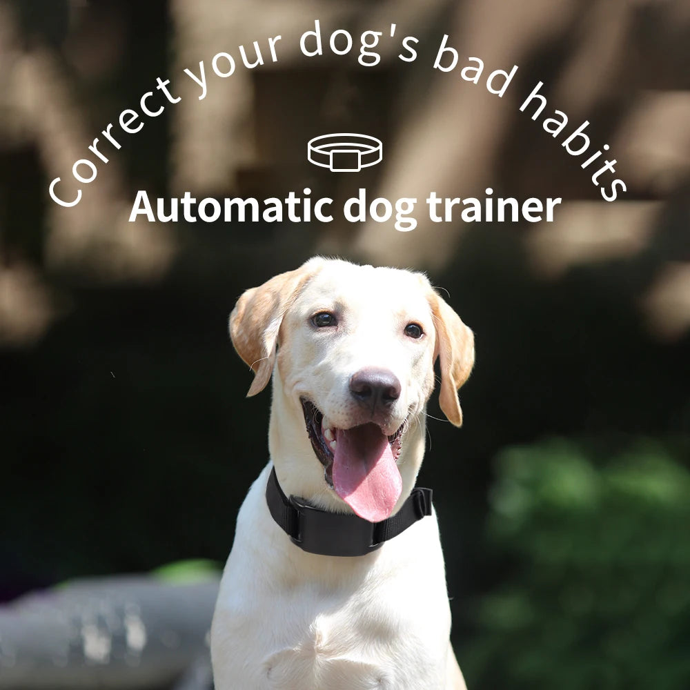 A happy yellow Labrador dog wearing a black training collar, with text promoting an automatic dog trainer.