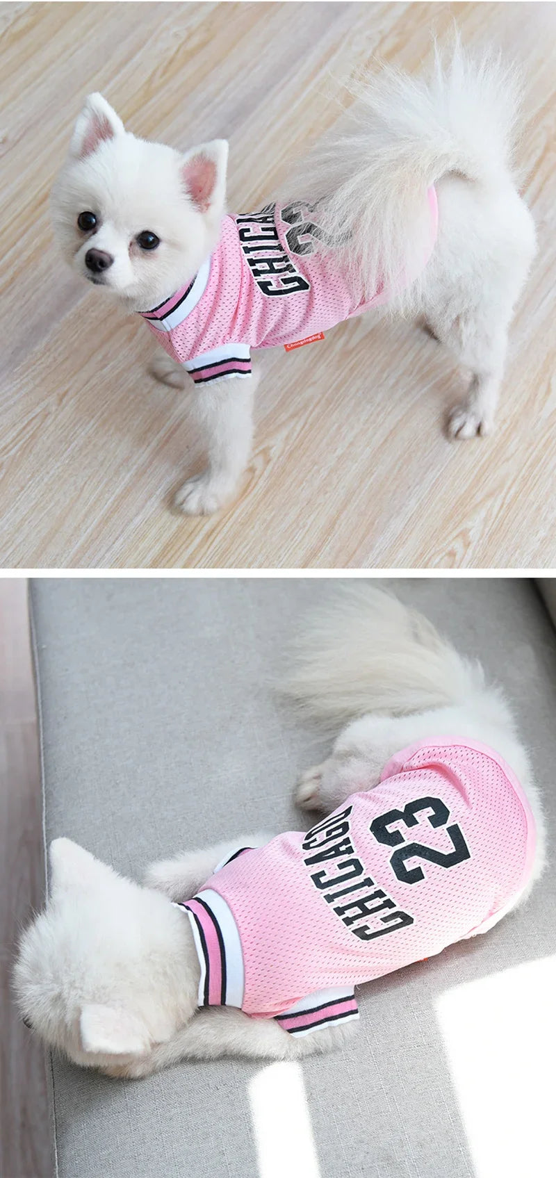 Ein weißer Hund trägt ein rosa-schwarzes Trikot mit Chicago-Schriftzug.