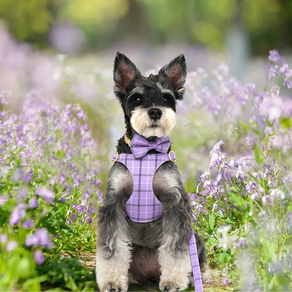 A small dog wearing a purple plaid collar, harness, and leash set with a bowtie, sitting in a field of purple flowers.