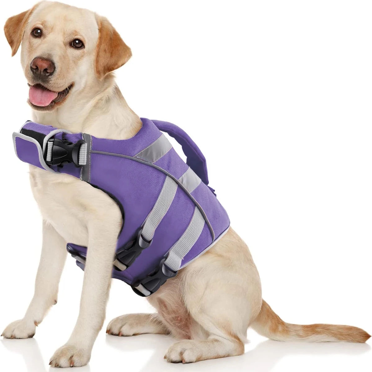 Ein helles Hundespitzensack mit lila und grauem reflektierendem Rettungsweste.