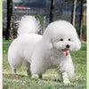 A fluffy white dog is standing on green grass, wearing a self-adhesive paw protector bandage.