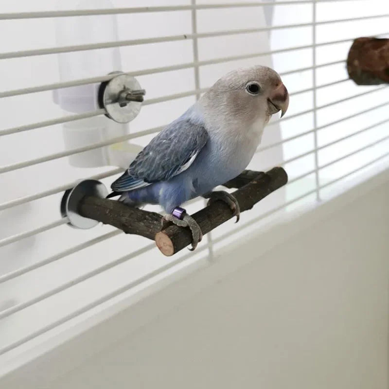 Une petite colombe perchée sur un perchoir en bois naturel, contre un fond de fils blancs.