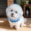 Un perro blanco vistiendo un collar de malla azul claro decorado con estrellas doradas y un volado azul a juego.