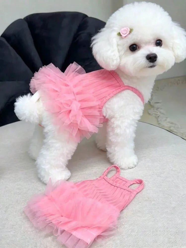 A white poodle wearing a pink tutu dress, with a separate pink tutu lying nearby.