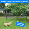 A dog is playing with a bungee tug toy, an elastic rope with adjustable handles, in a grassy yard.