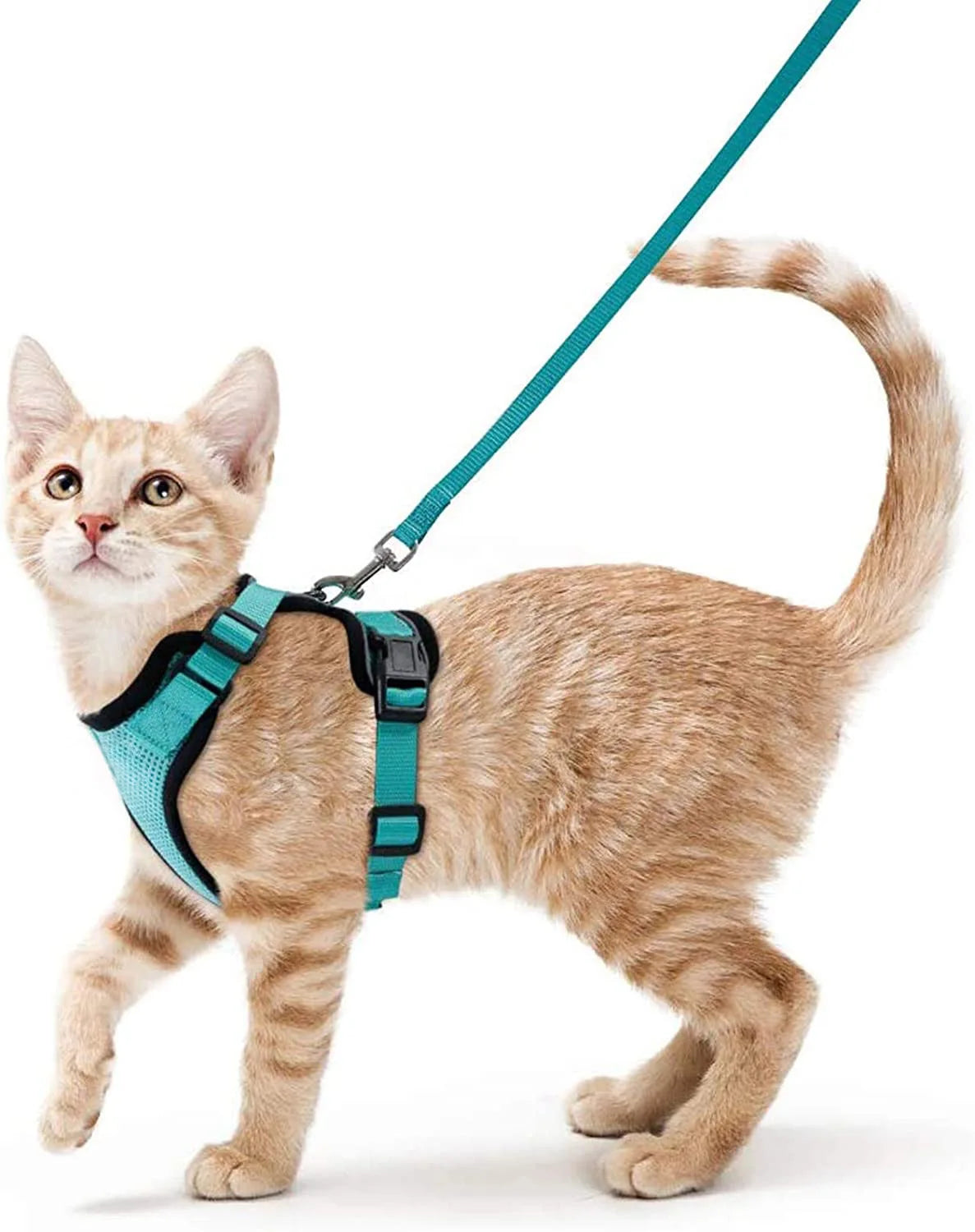 Kleine orange tabby Katze mit türkiser Gehgurte und Leine.