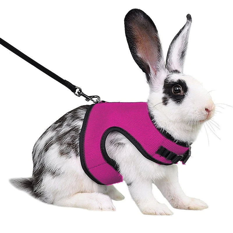 A white rabbit wearing a bright pink pet harness and black leash.