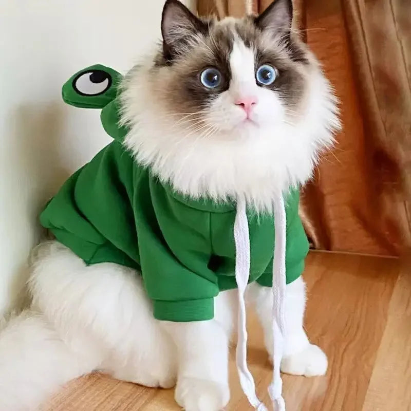 Ein flauschiger Kater mit grünem, froschförmigem Hoodie und großen blauen Augen sitzt auf einem Holzfußboden.