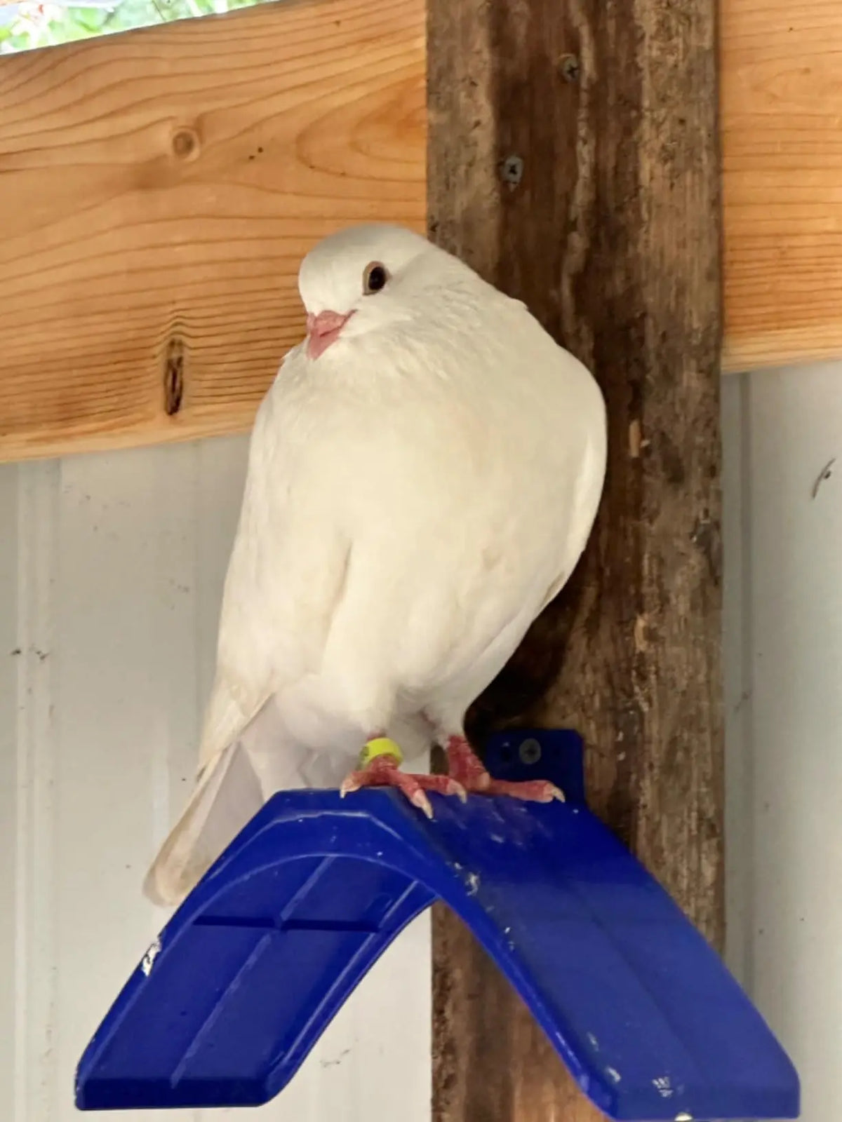 Ein weißer Taube oder Sperling sitzt auf einem blauen Ständer vor einem Holz-Hintergrund.