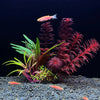 Composition d'une plante aquatique rouge vif avec un petit poisson orange sur un substrat de gravier.
