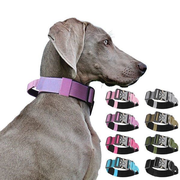 A gray dog wearing a purple tactical collar with multiple color options displayed below.