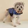 Un petit chien duveteux portant une gilet de sauvetage bleu à pois blancs.