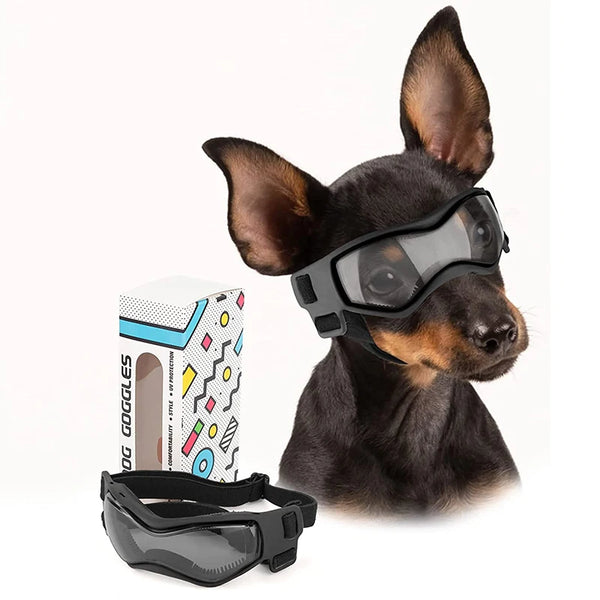 A dark brown dog wearing black adjustable UV protection sunglasses.