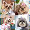 A collage of various dog hair accessories, including pink and blue polka dot bows, on a small dog.