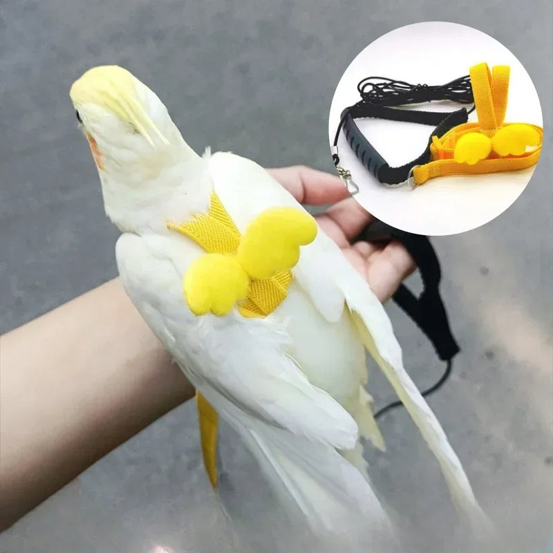 A white cockatiel is being held by a hand, with an adjustable bird training harness and leash set visible in the background.