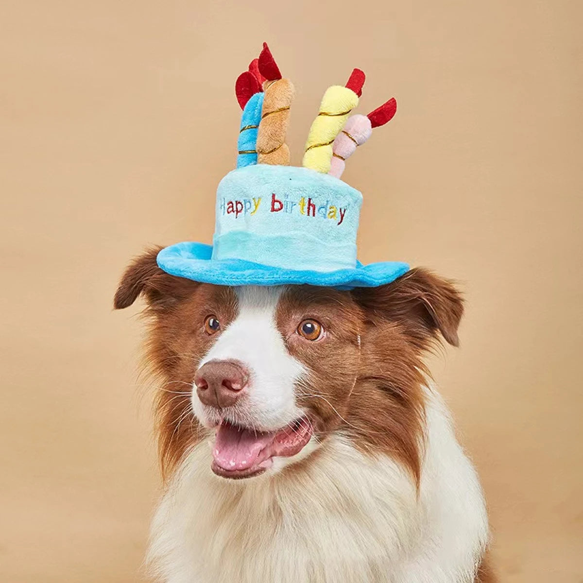 Ein braun-weißes Hundespiel mit hellblauer Geburtstagshut, verziert mit bunten Pomponohören.